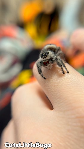 More Nana love. 🥰 #nana #cutelittlebugs #spider #spiders #spooder #spoods #spood #phidippusregius #regaljumpingspider #spoode...