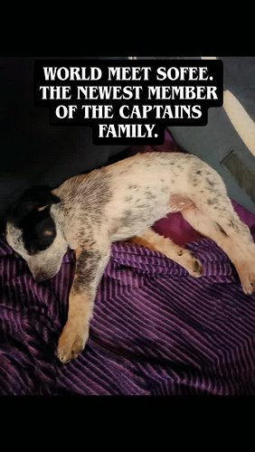 Meet Sofee my newest family member.