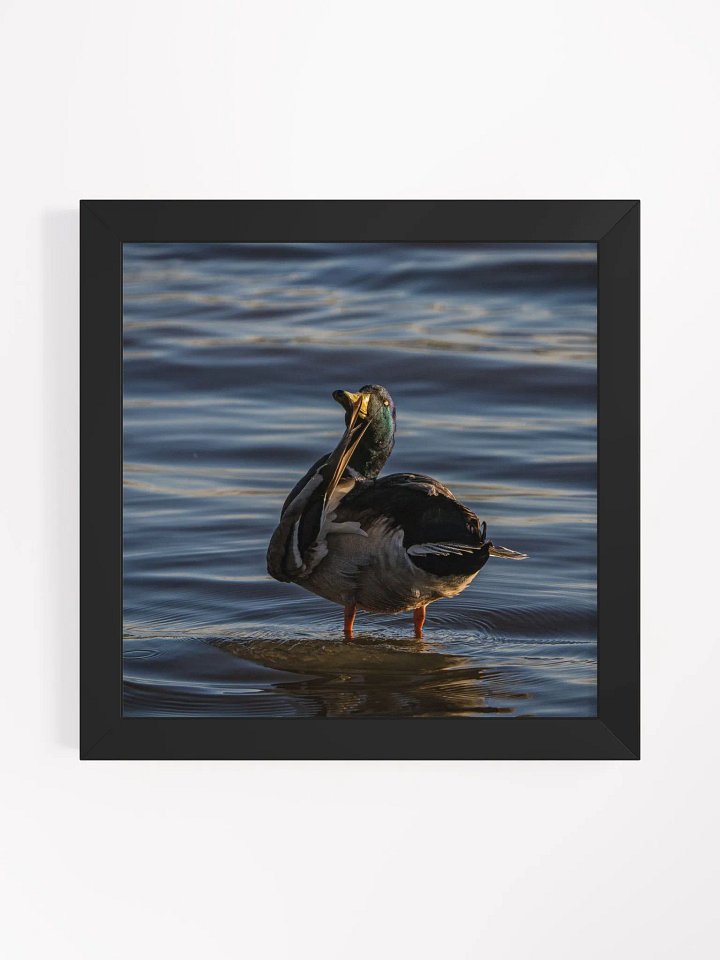 Ducking Fabulous product image (1)