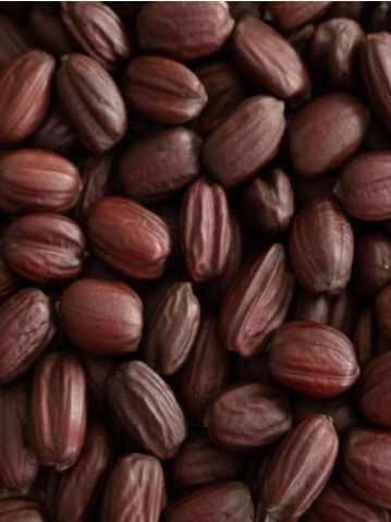بذور الجوجوبا 500 غرام product image (2)