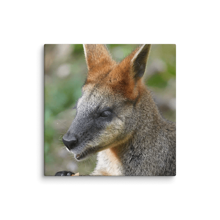 Kangaroo Canvas product image (2)