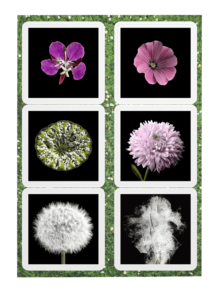 6 fleurs de William Copeland McCalla • planche A5 product image (1)