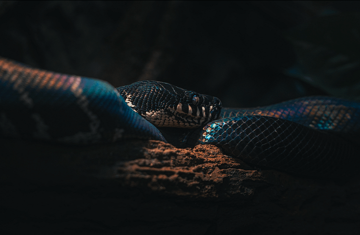 Boelins Python product image (1)