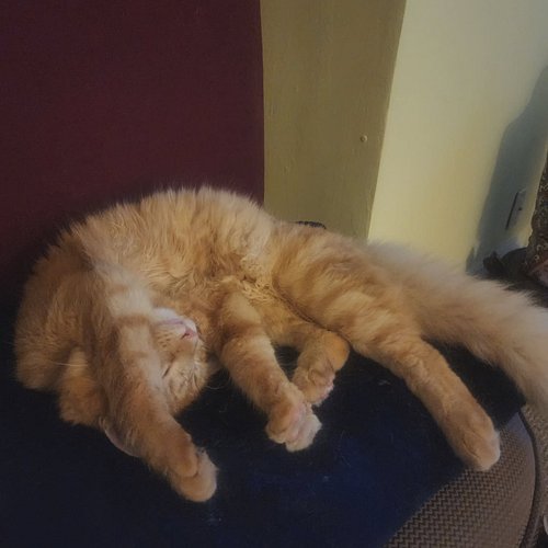 I can't decide if this is comfortable or not. 
#cat #cats #catsofinstagram #orangecat