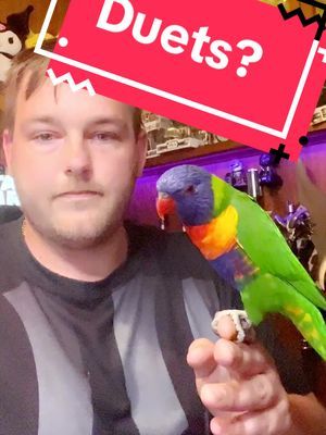 At least the bird nailed his part 😂😅 #bird #birdsoftiktok #comedy #laugh #australia #lorikeet #karaoke #badsinging #parot #smartbird 
