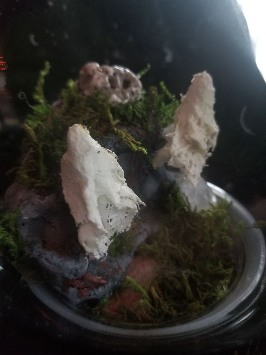 Haunted Terrarium Jar, A product image (3)