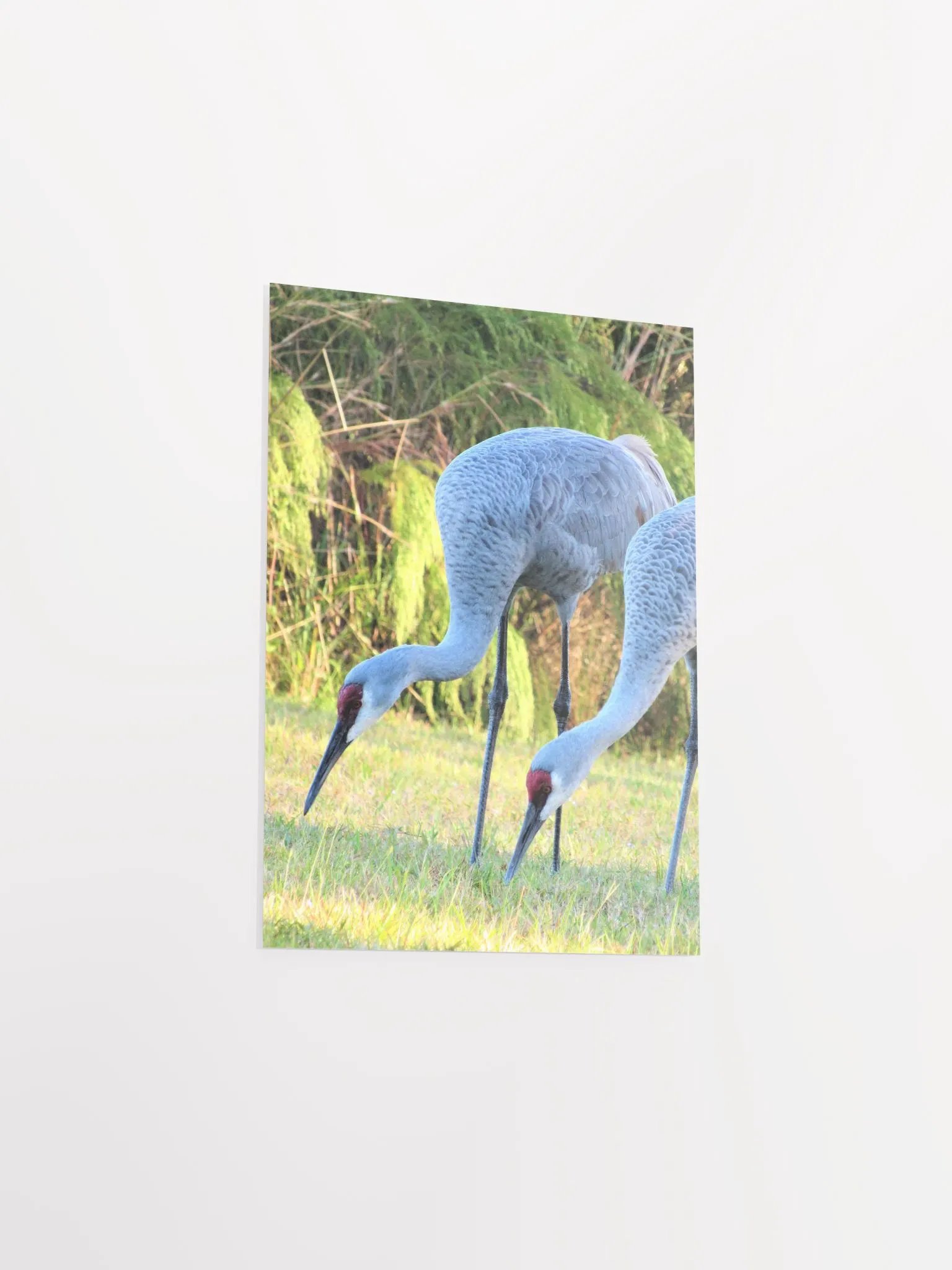 Sandhill Crane product image (37)