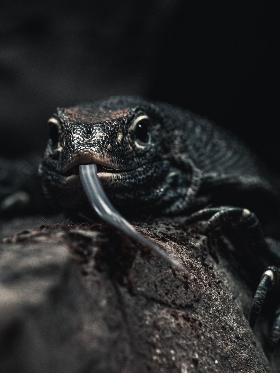 Melanistic Nile Monitor product image (1)