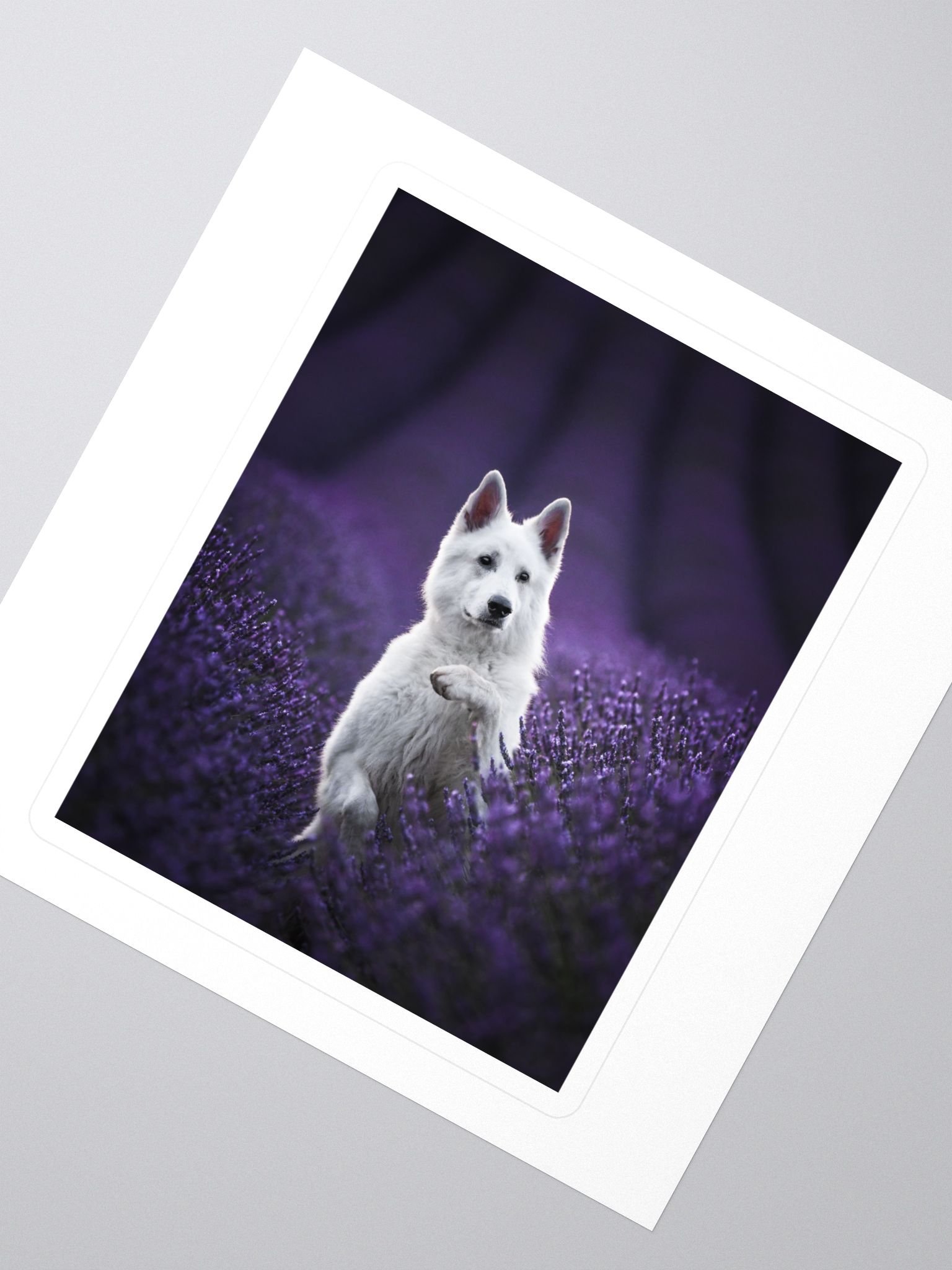 Rasta in the lavender fields product image (2)