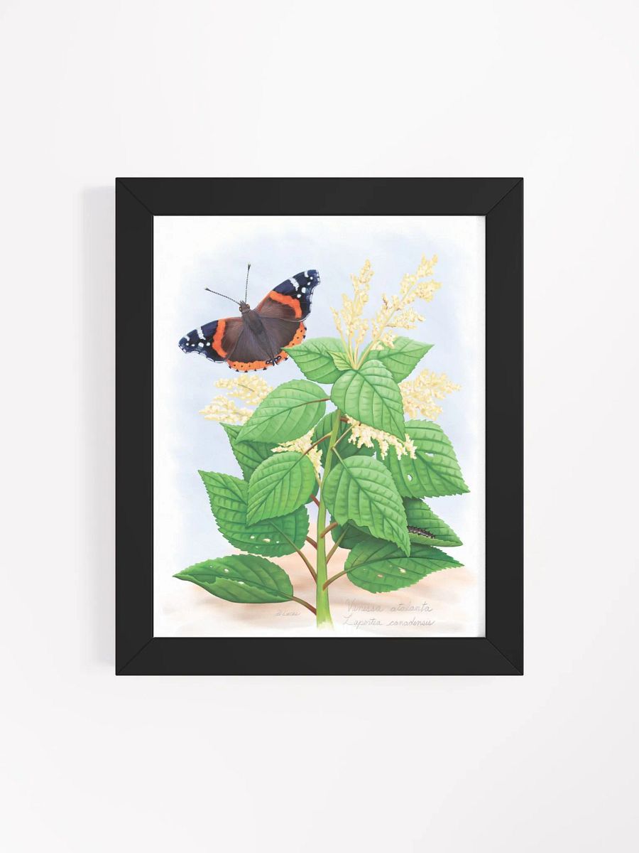 Red Admiral Butterfly product image (39)