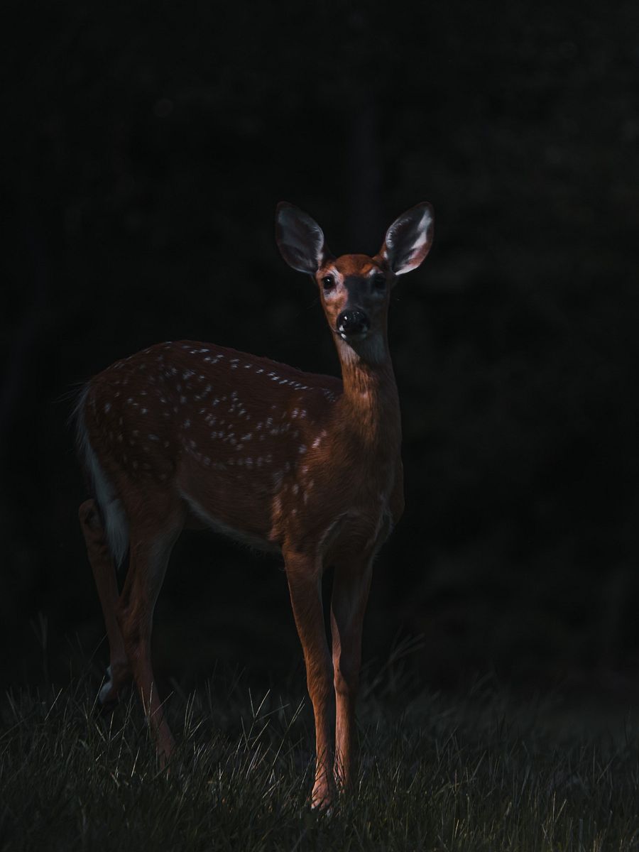 Baby Deer Moody product image (1)