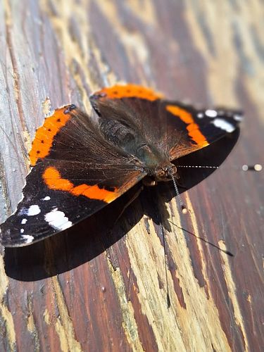 Wings like fire
rest on aging wood.
A moment of brilliance
where nothing once stood.