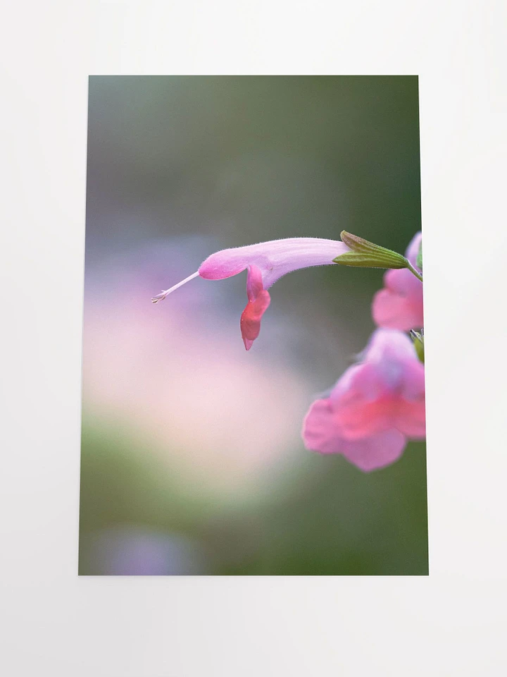 Pink Hummingbird Flower product image (2)