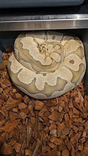 #ballpython #ballpythonbreeder #ballpythonsofinstagram #emeraldcityreptiles #clownballpython #reptiles