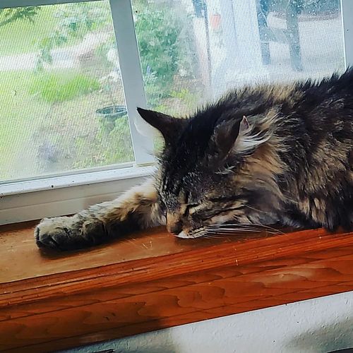 #cats #catsofinstagram