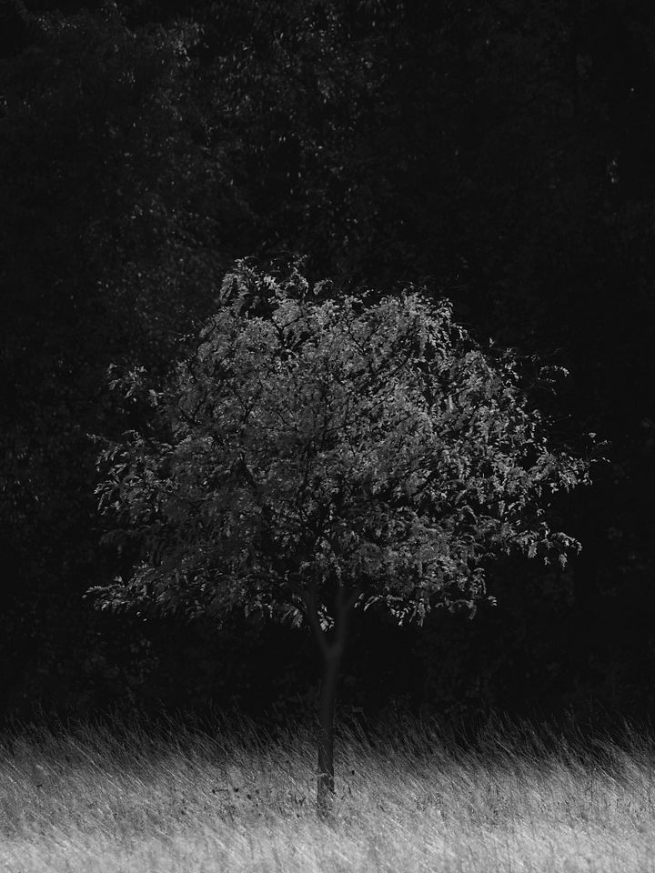 Future Forrest product image (1)