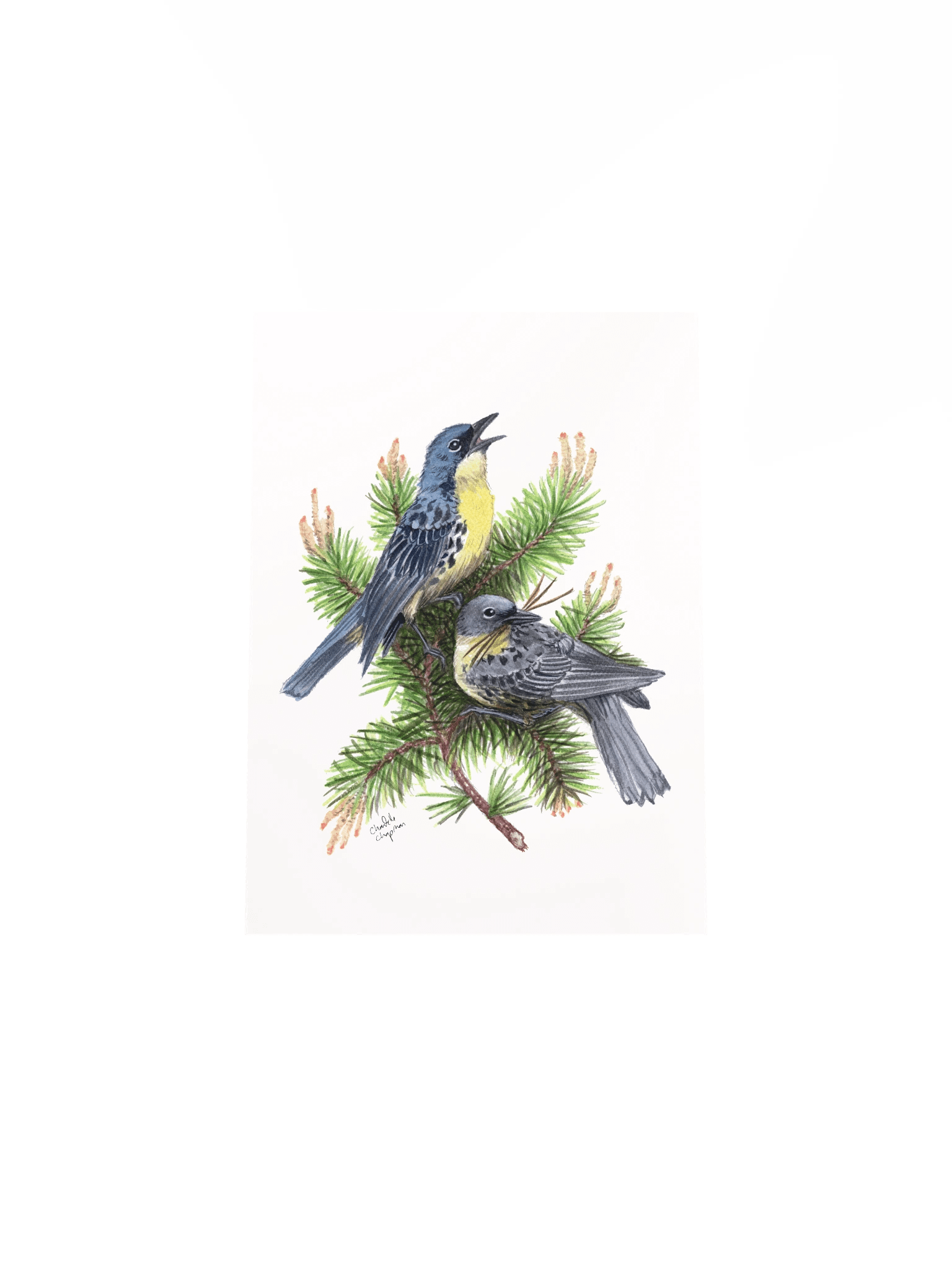 Kirtland's Warbler - Art Print product image (5)