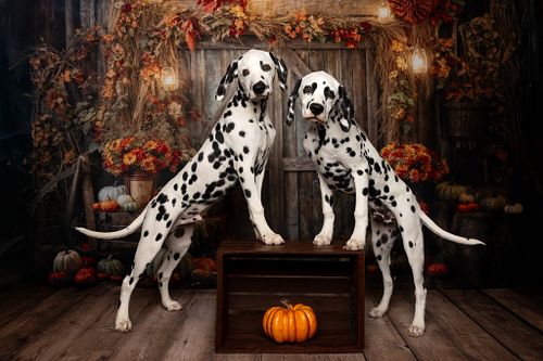 We had an amazing time at the Des Moines Kennel Club Dog Show last month! Here’s a peek at some fun shots from our fall mini ...