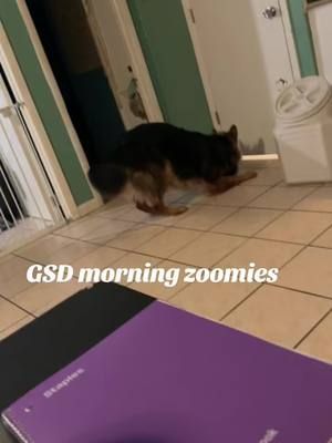 Always chaotic 😮‍💨 #germanshepherd #gsdsoftiktok #gsd 