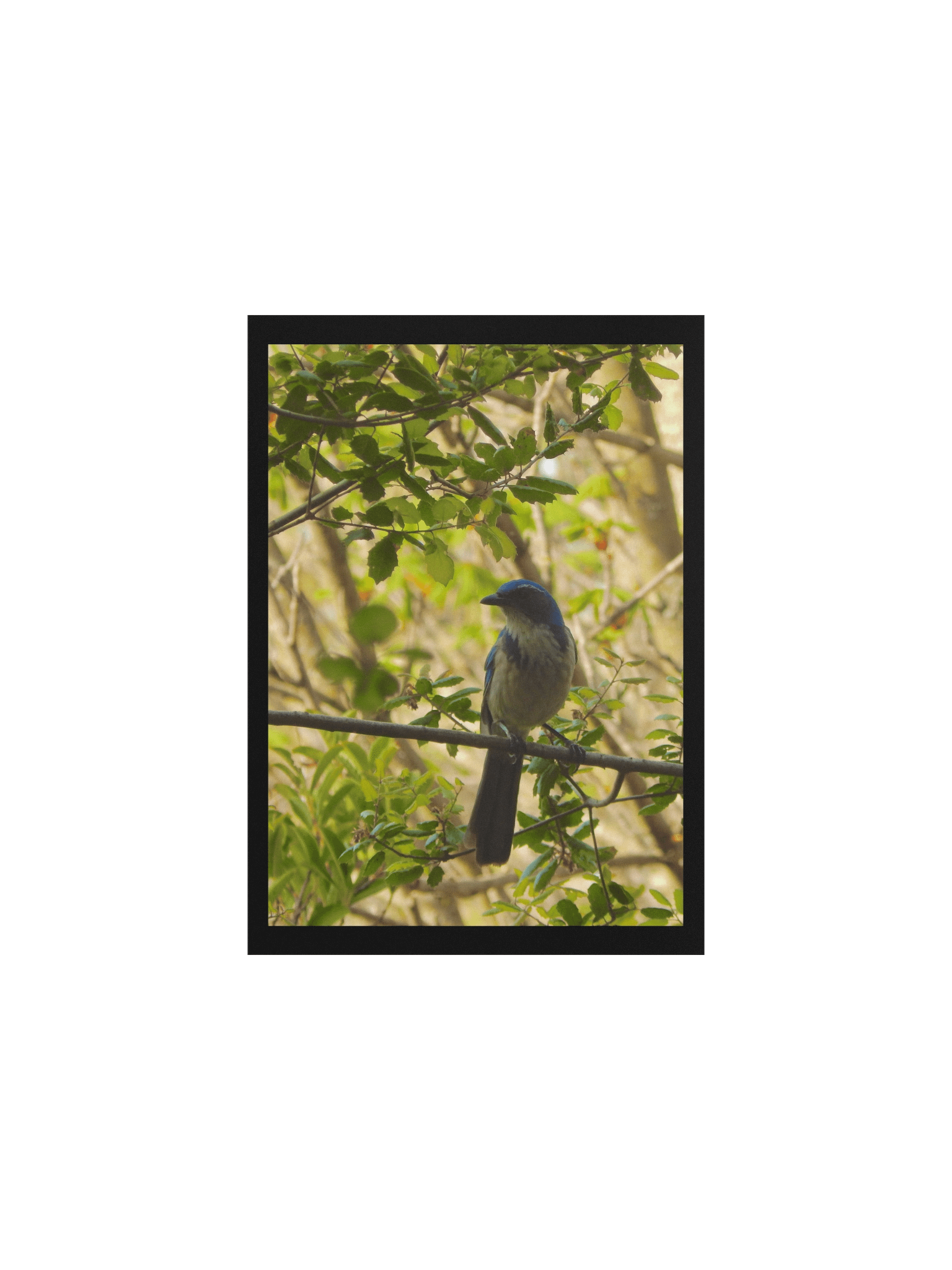 Jay product image (1)