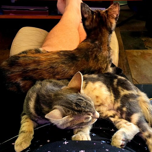 Welcomed new dxxb kittens to the house! Twixie (top) Shark Bite (bottom) dxxb belly (bottom bottom)