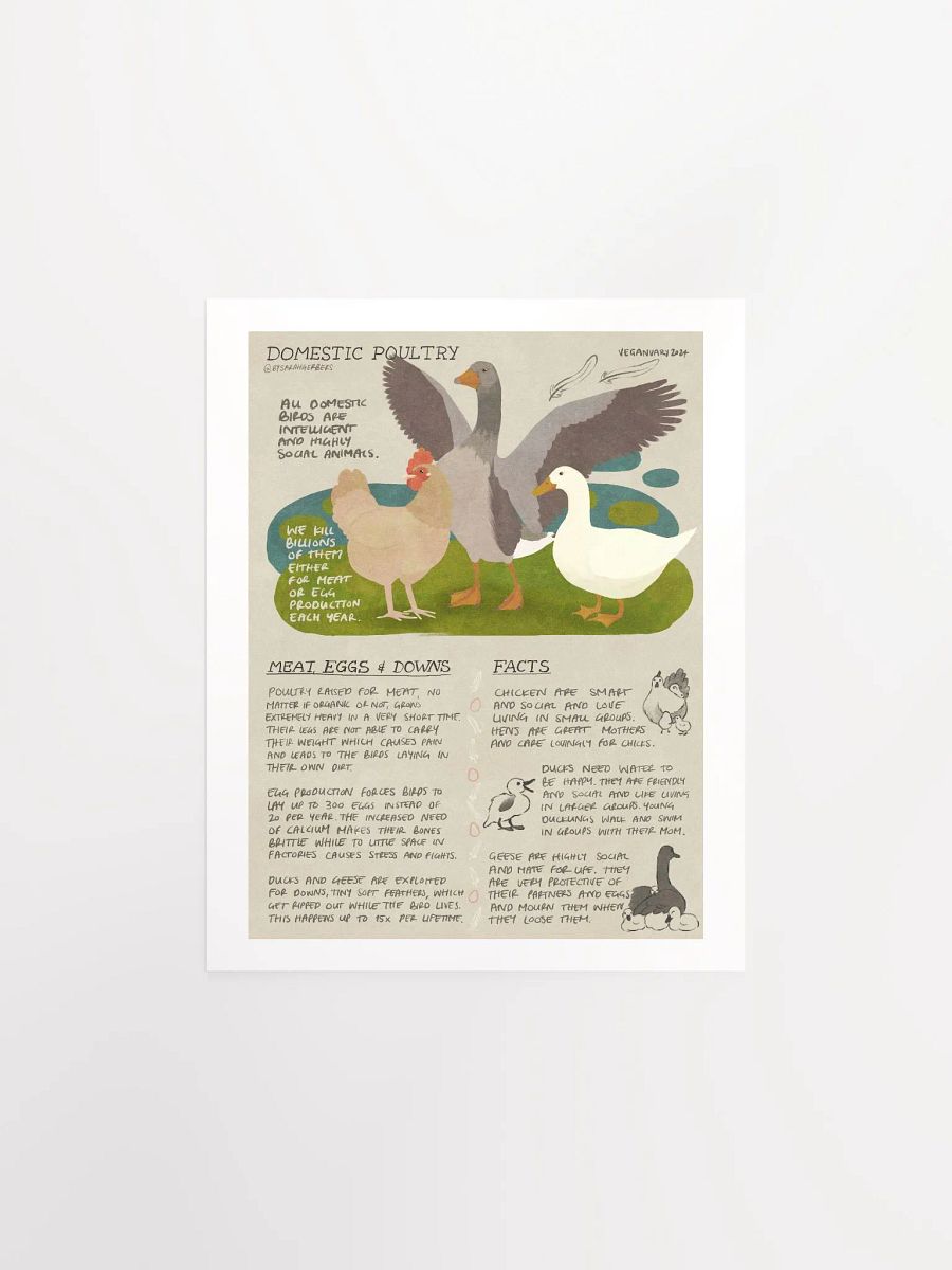 Domestic Poultry Educational Print – Veganuary 2024 product image (2)