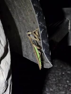 Seen this absolutely beautiful Praying Mantis tonight. Too bad they dont get to live too long 😢 #prayingmantis #nature #bugs #insects #naturevibes #nightshift #nightlife #nocturnal #nocturnallifestyle 