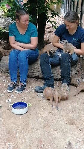 [Post 4 of 6] It was so amazing sitting in there with them. The longer we stayed, the more comfortable the meerkats got with ...