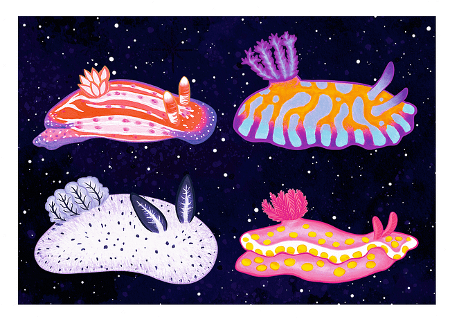 Sea Slugs: Set 1