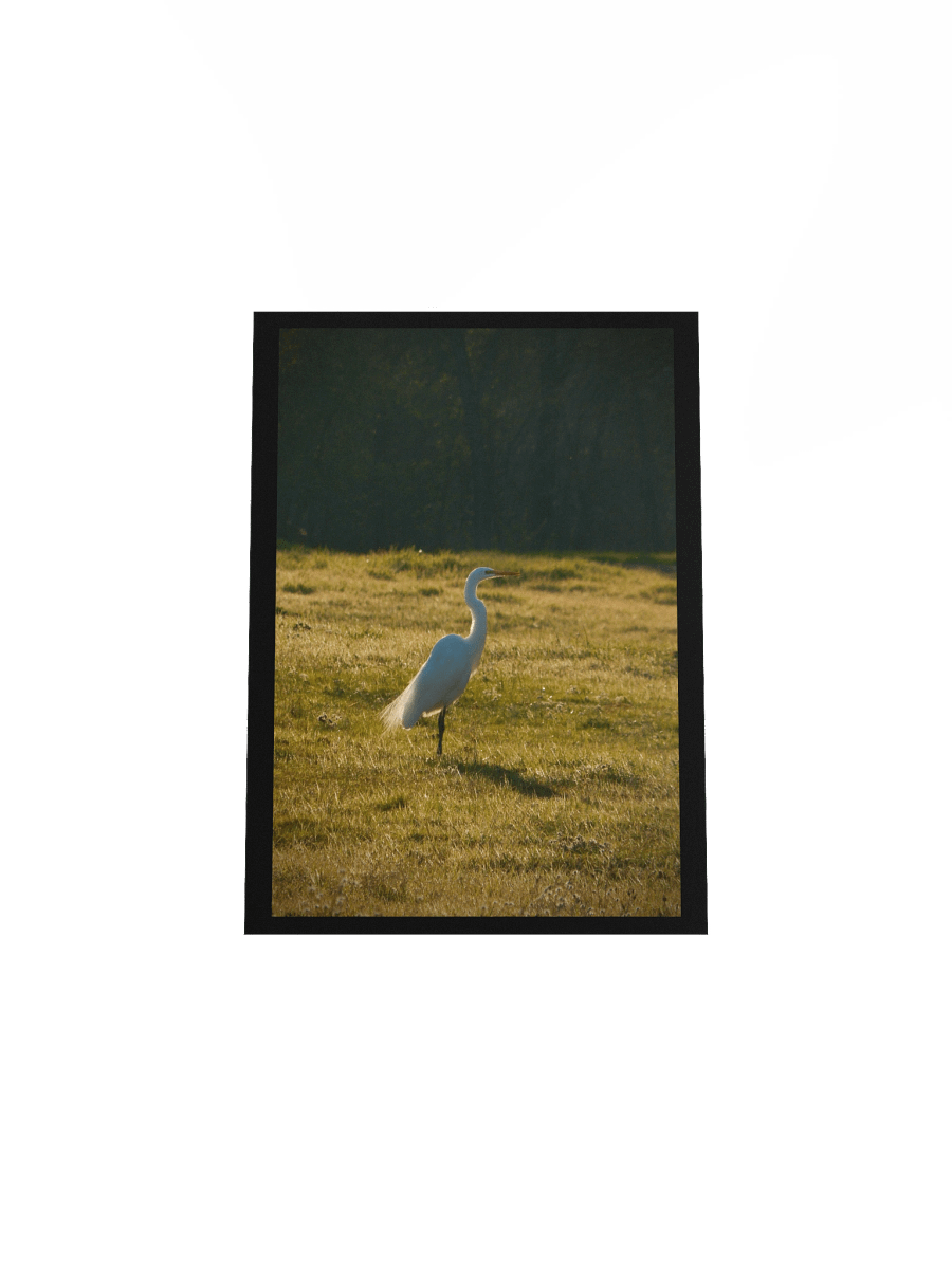 Full of Egrets product image (4)