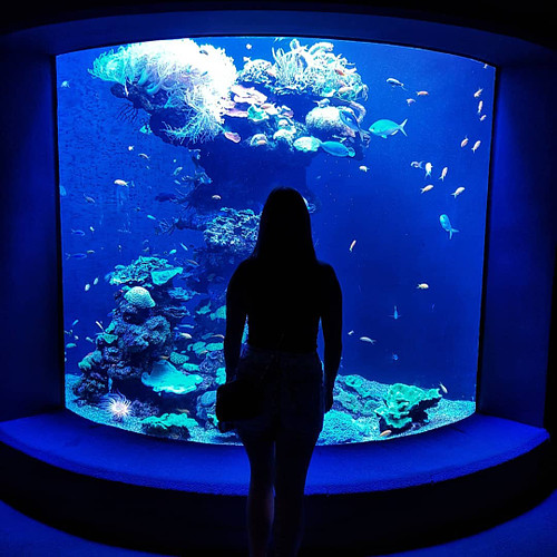 I took this picture of my fiancée during our visit to the Palma Aquarium. I liked it so much that I asked her to take the sam...