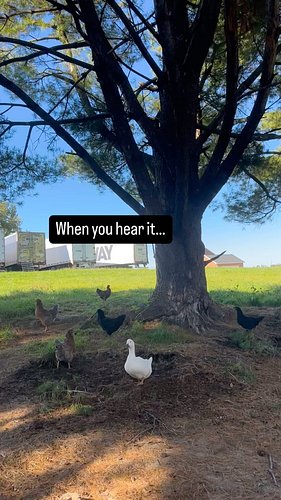 Well 💩😂 

#funnyvideos #farmlife