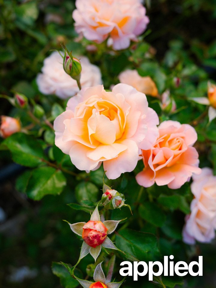 Ricoh GR IV Lightroom Preset 01 product image (2)