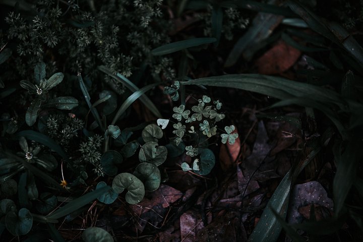 Clovers edge product image (1)