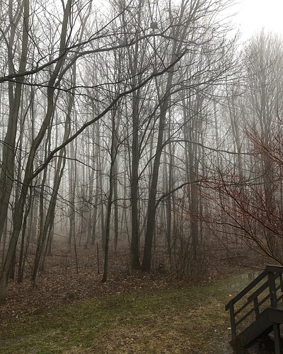 Spooky woods out back.  Surely Strahd lingers not within…