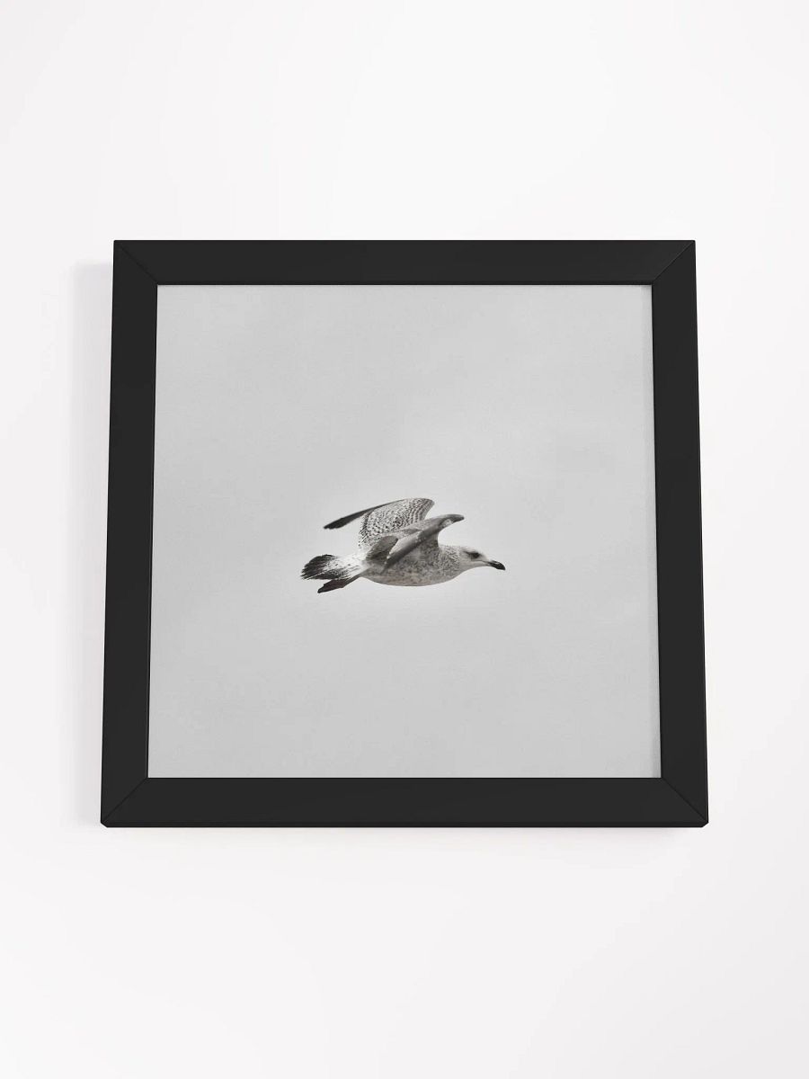 Young Gull in Flight Framed Photo Print product image (36)