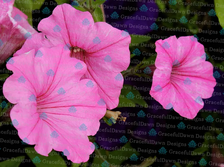 Trio of Pink Petunias product image (1)