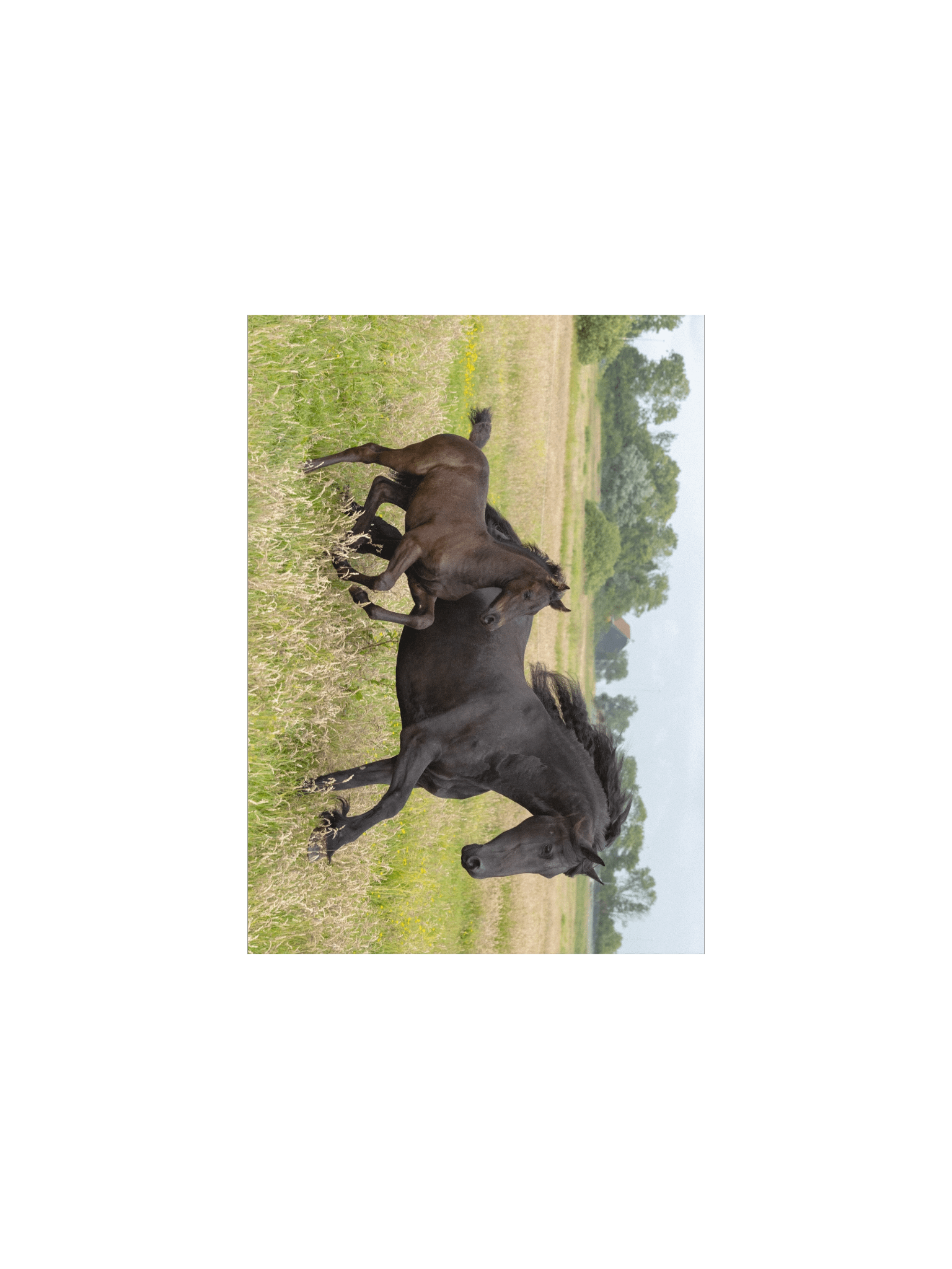 Saly & Elvis running product image (2)