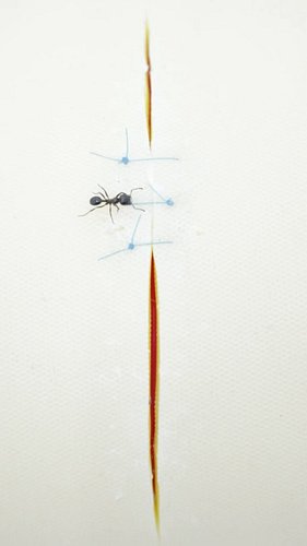 Ant Stitches
#suturing #stitches #ants #antsofinstagram #vet #medicine #surgery #surgeon #surgeonsoflnstagram #vetsofinstagra...
