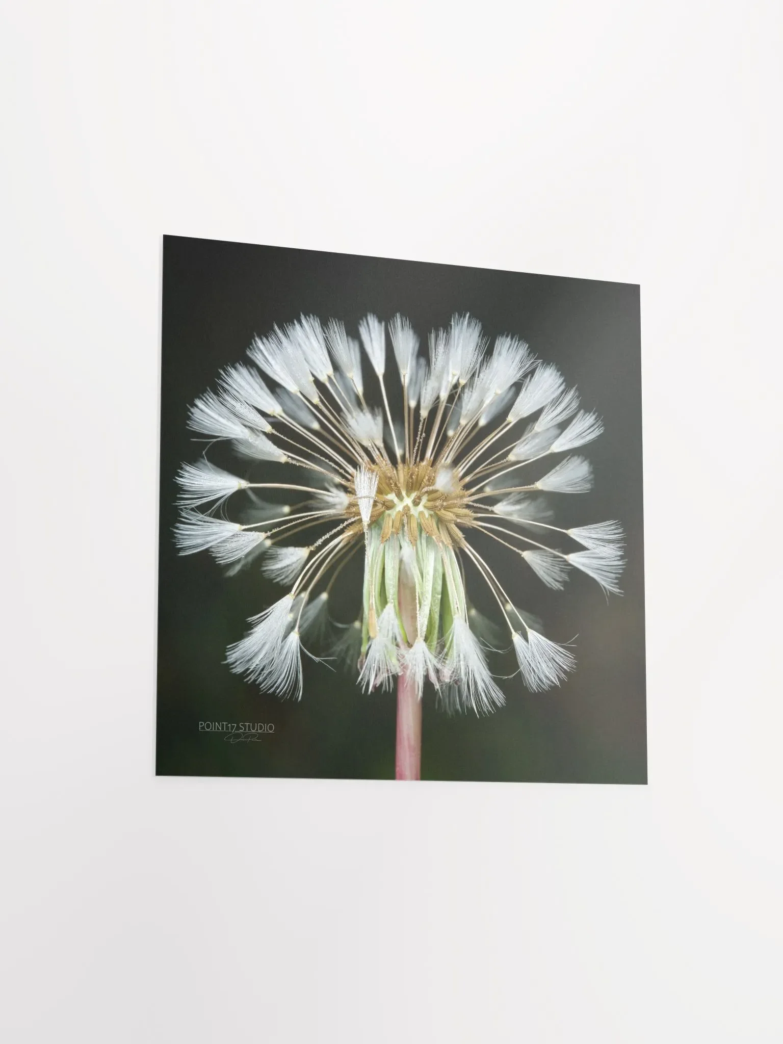 Dandelion #11 - Print product image (9)