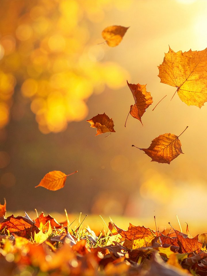 The Gentle Breeze product image (1)