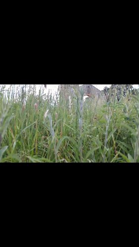 Good evening, Creepers! 💀

Here are a collection of peaceful scenes from Clophill Church ⛪

If you enjoy this and want to see...