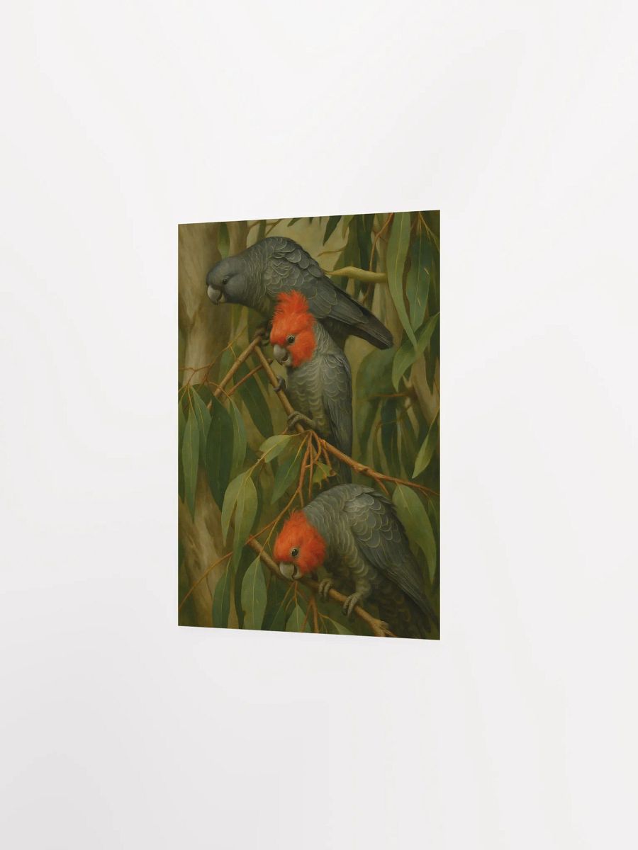 Gang Gang Cockatoos. product image (6)