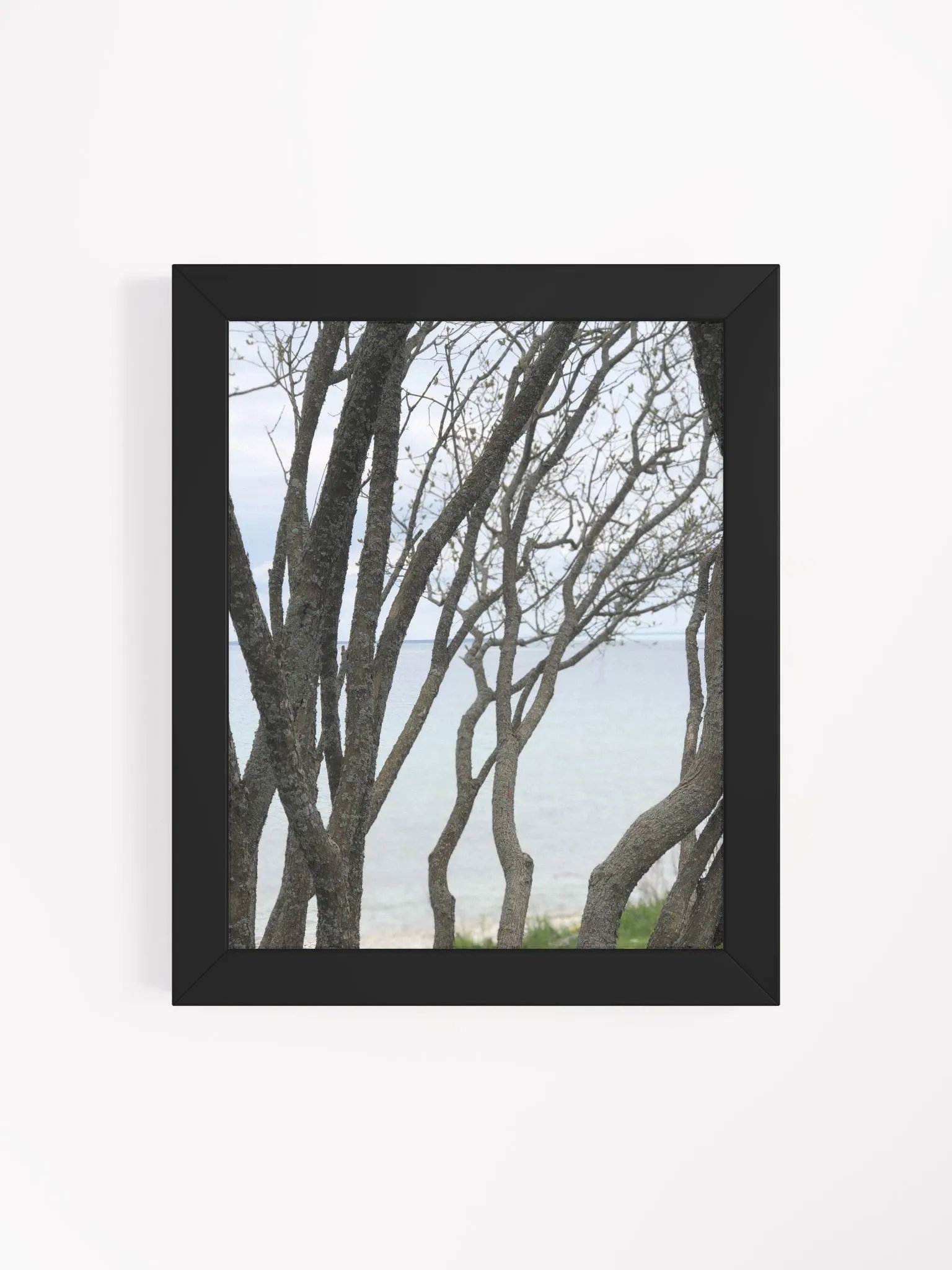 Winding Branches High Quality Matte Poster product image (4)