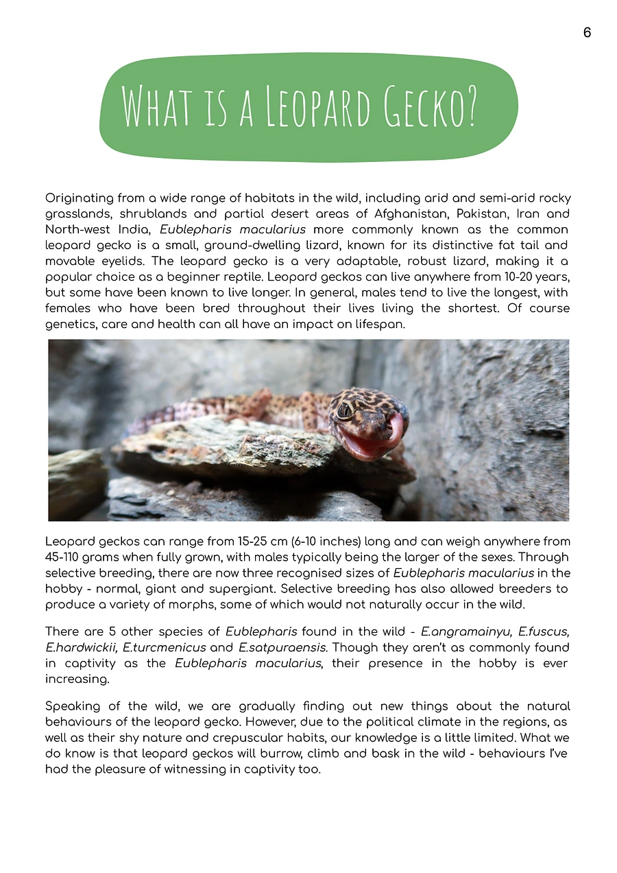 Leopard Gecko Care Guide | eBook product image (3)