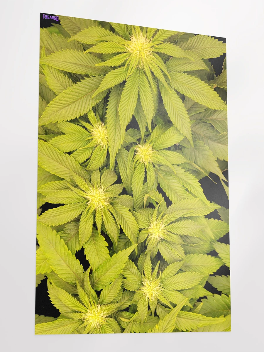 Canna Poster product image (3)