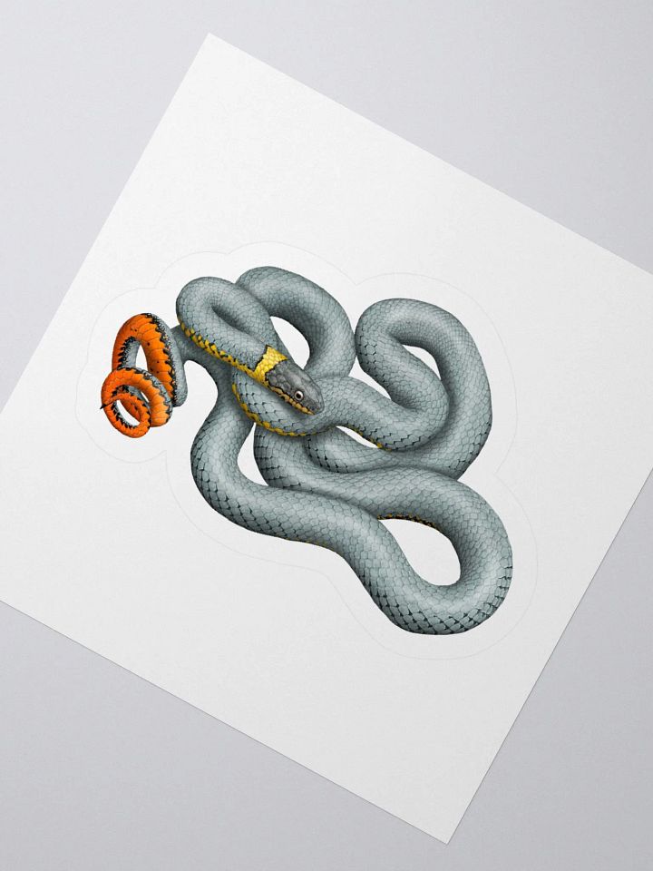 Die-Cut Sticker – Regal Ringnecked Snake product image (5)