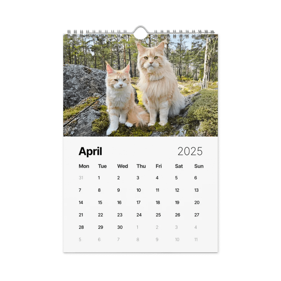 2025 Calendar - Maine Coon Adventures + Kittens product image (1)