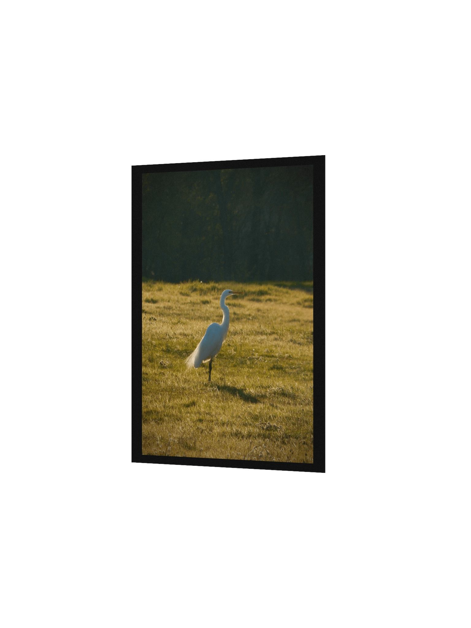 Full of Egrets product image (2)