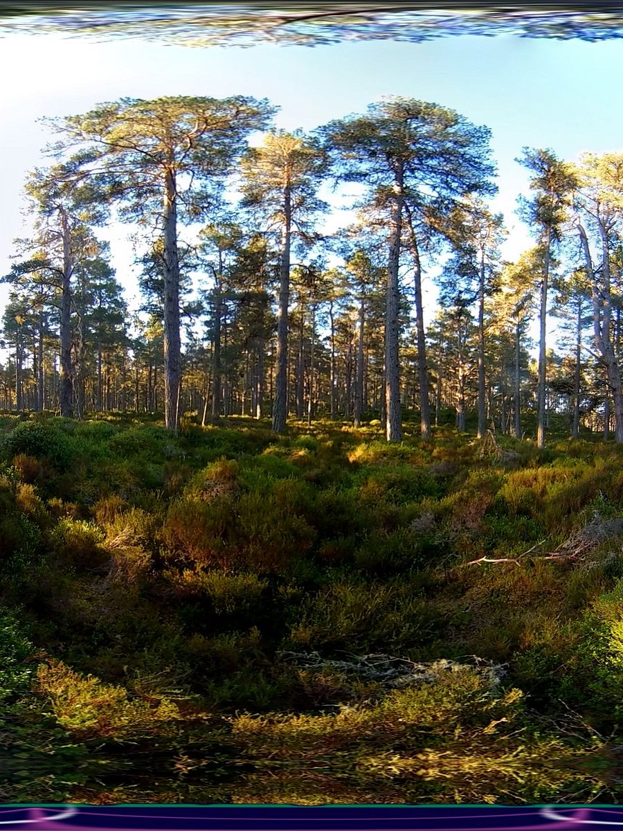 Scottish Treasure "Abernethy Forest" Moment product image (1)